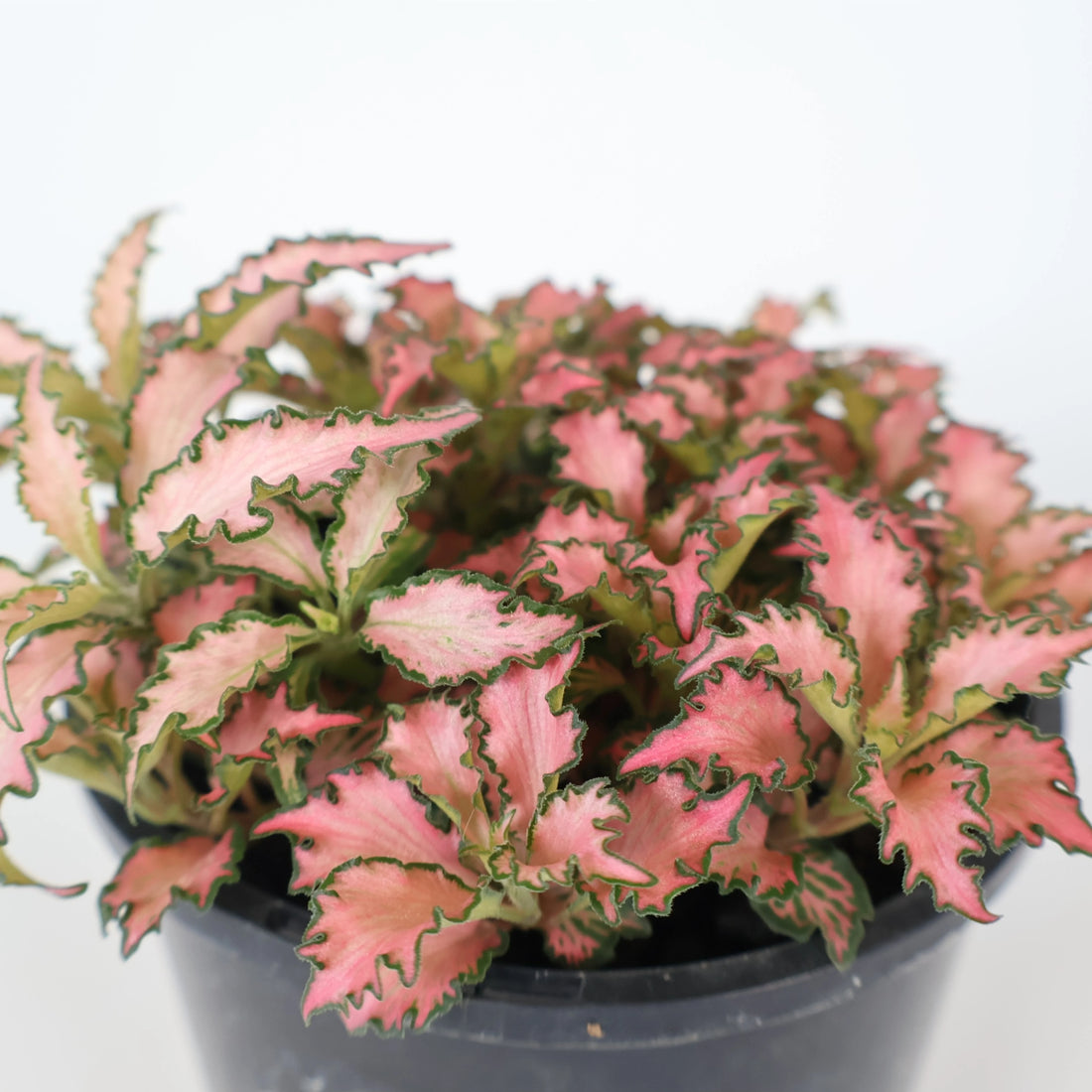 Fittonia Pink Forest Flame 100mm