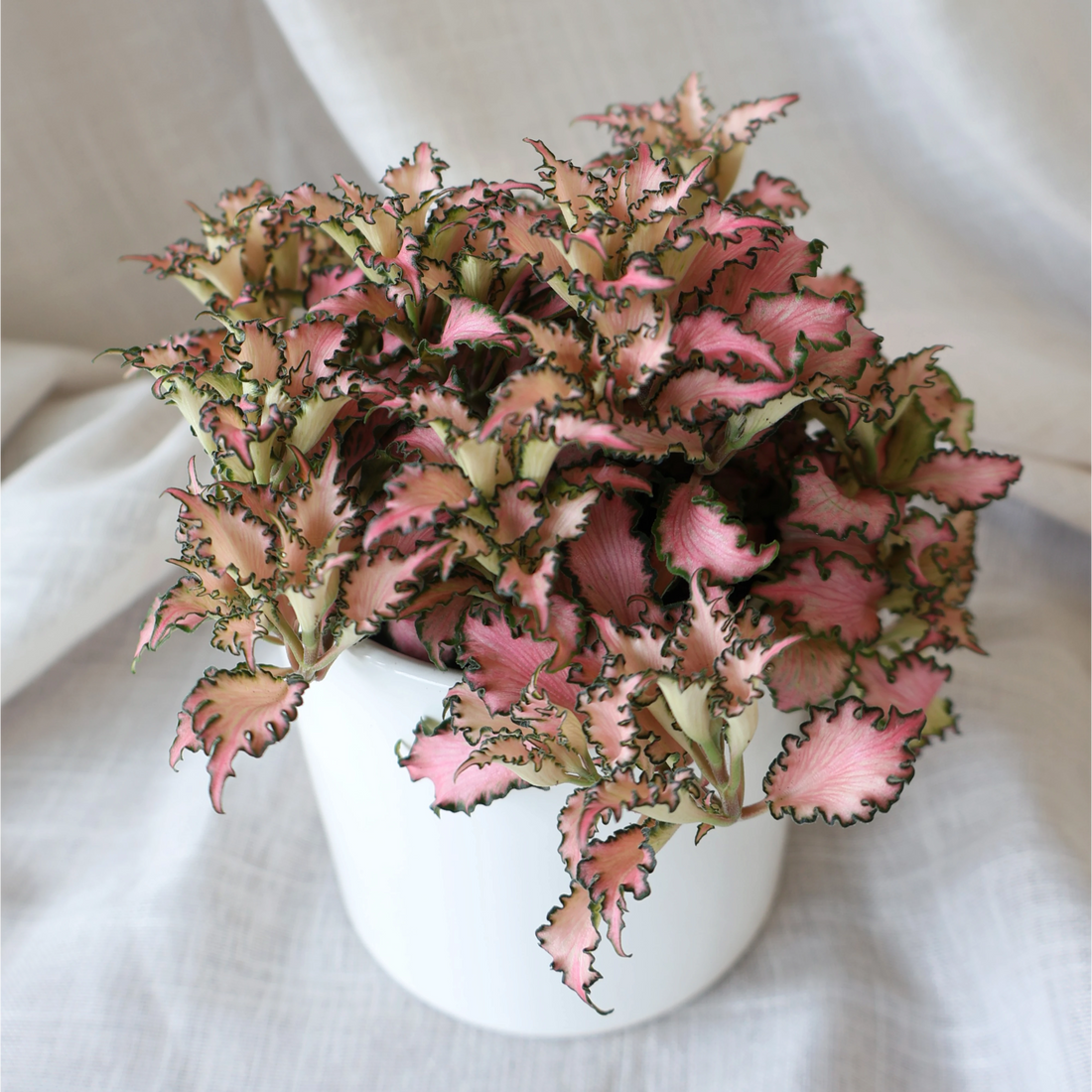 Fittonia Pink Nerve Plant 90mm