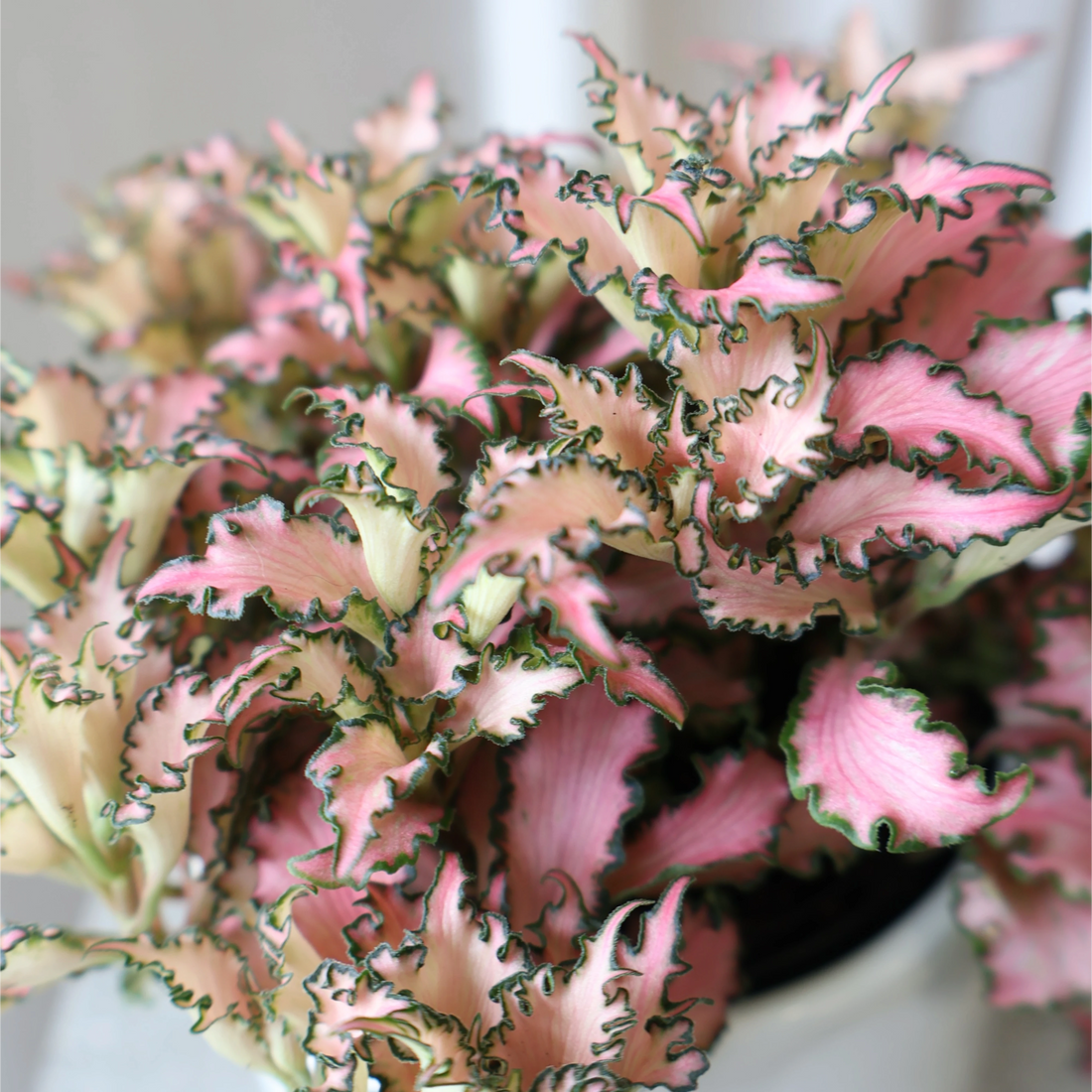 Fittonia Pink Nerve Plant 90mm