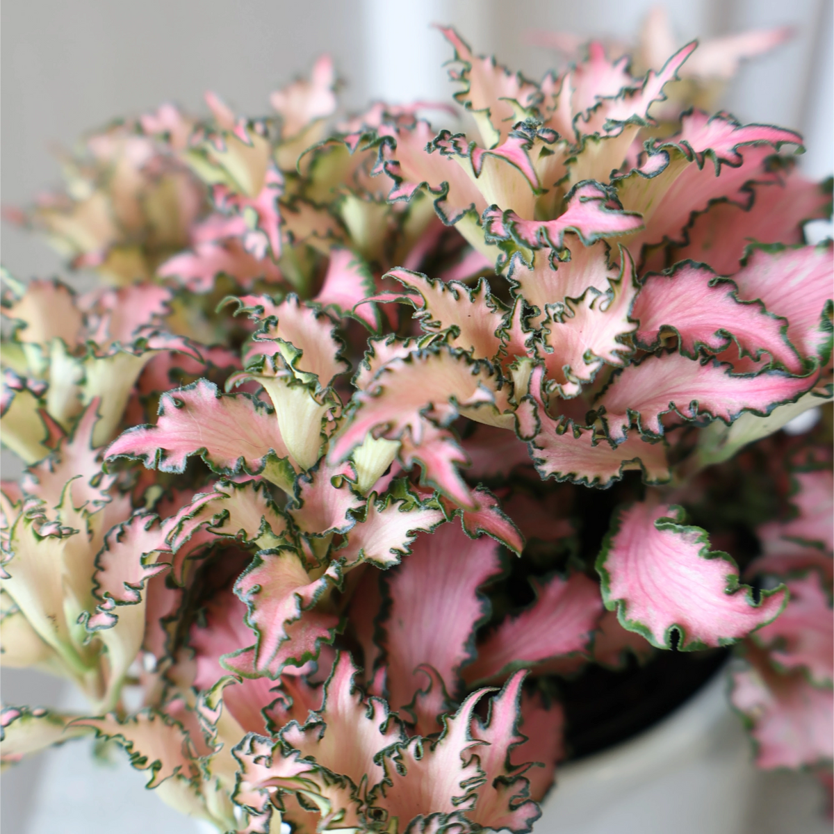 Fittonia Pink Nerve Plant 90mm