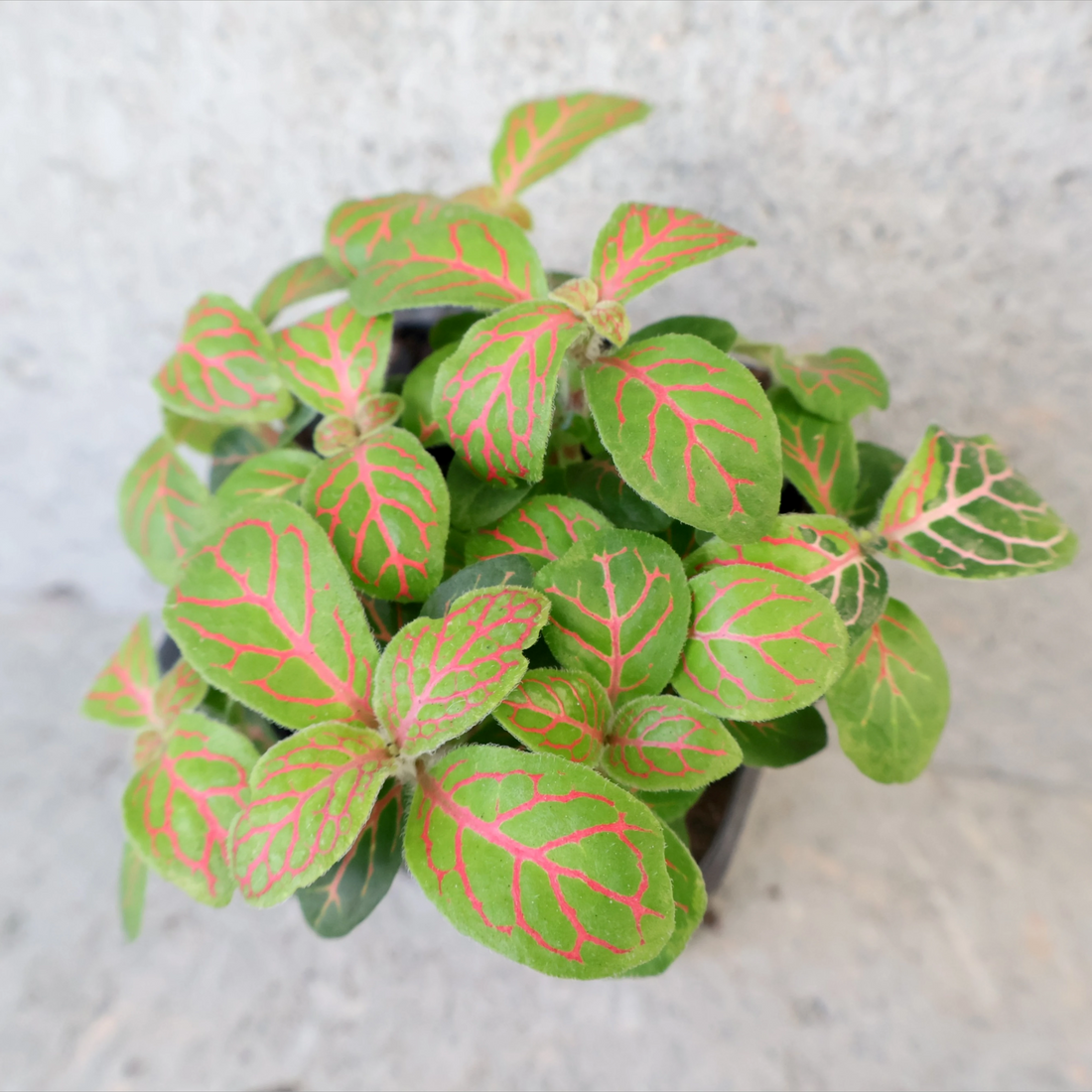 Fittonia Red Ruyi - Red clouds 70mm