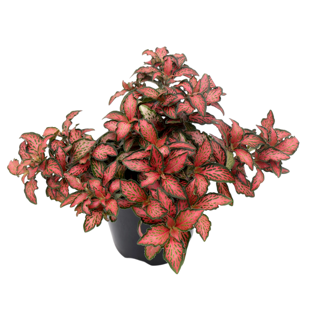Fittonia Red Flame 90mm