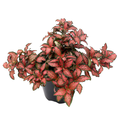 Fittonia Red Flame 90mm