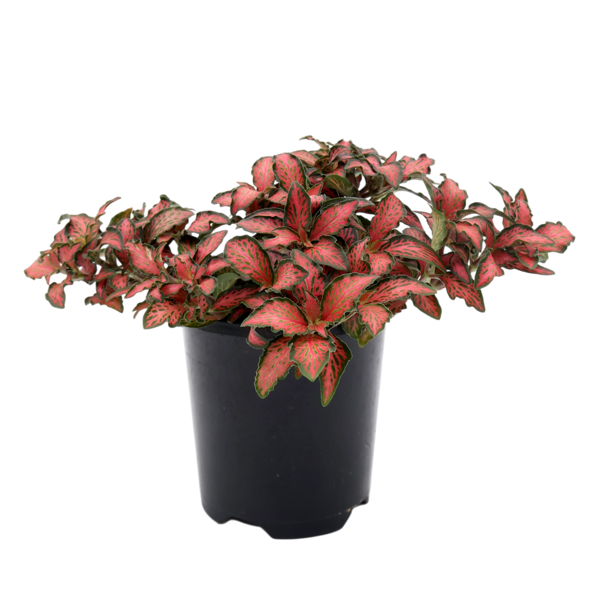 Fittonia Red Flame 90mm