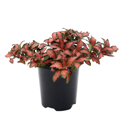 Fittonia Red Flame 90mm