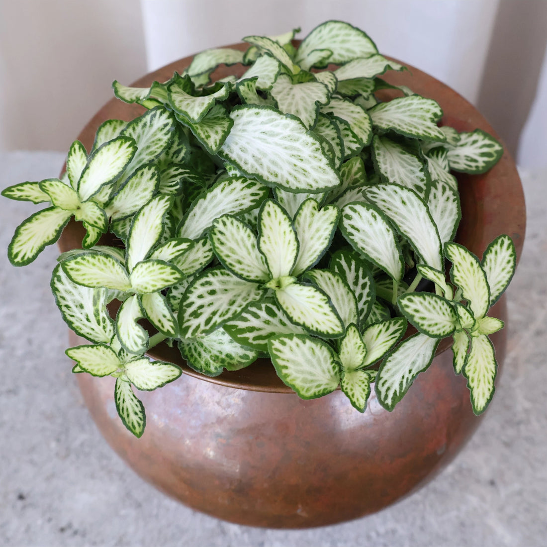 Fittonia Snow Anne 90mm