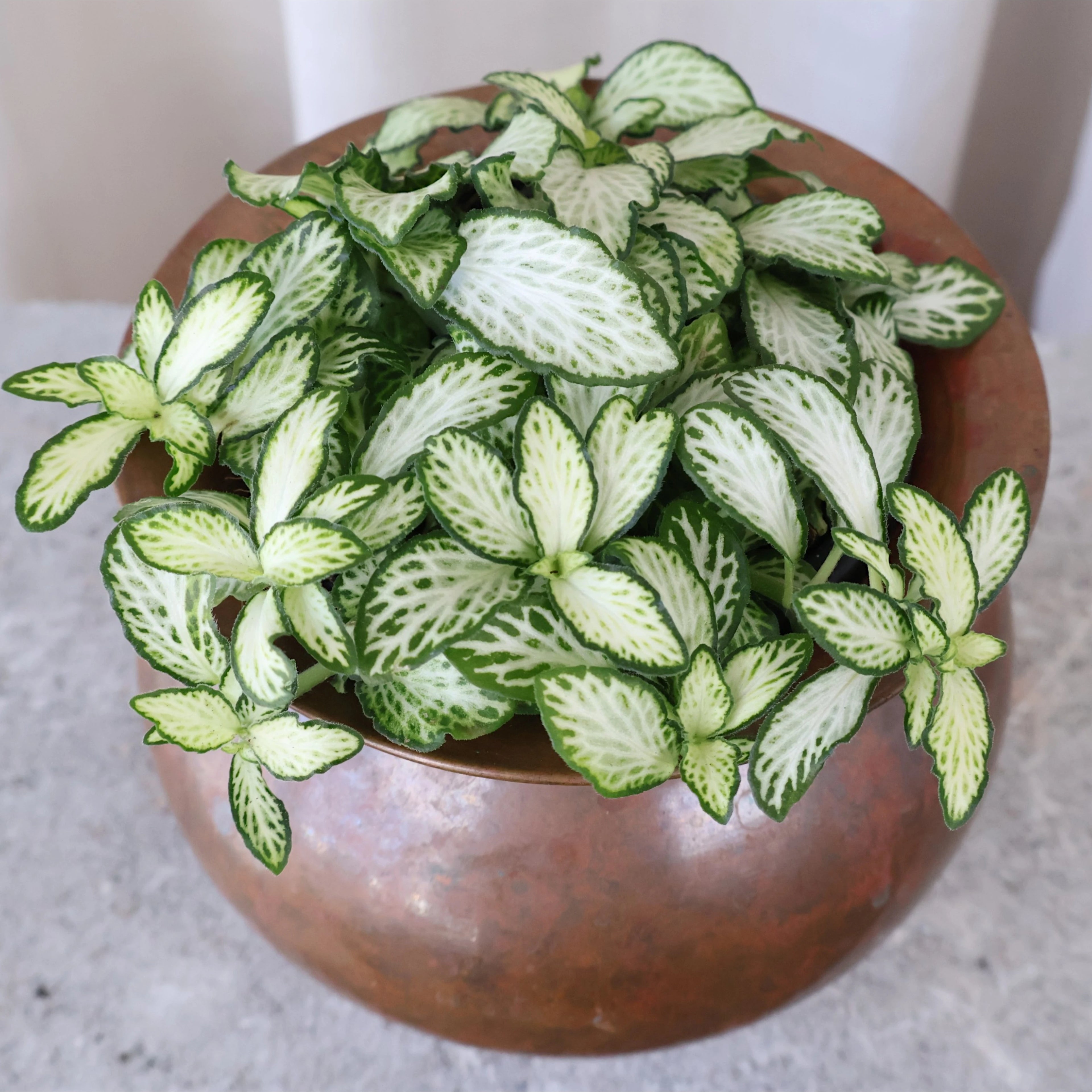 Fittonia Snow Anne 90mm