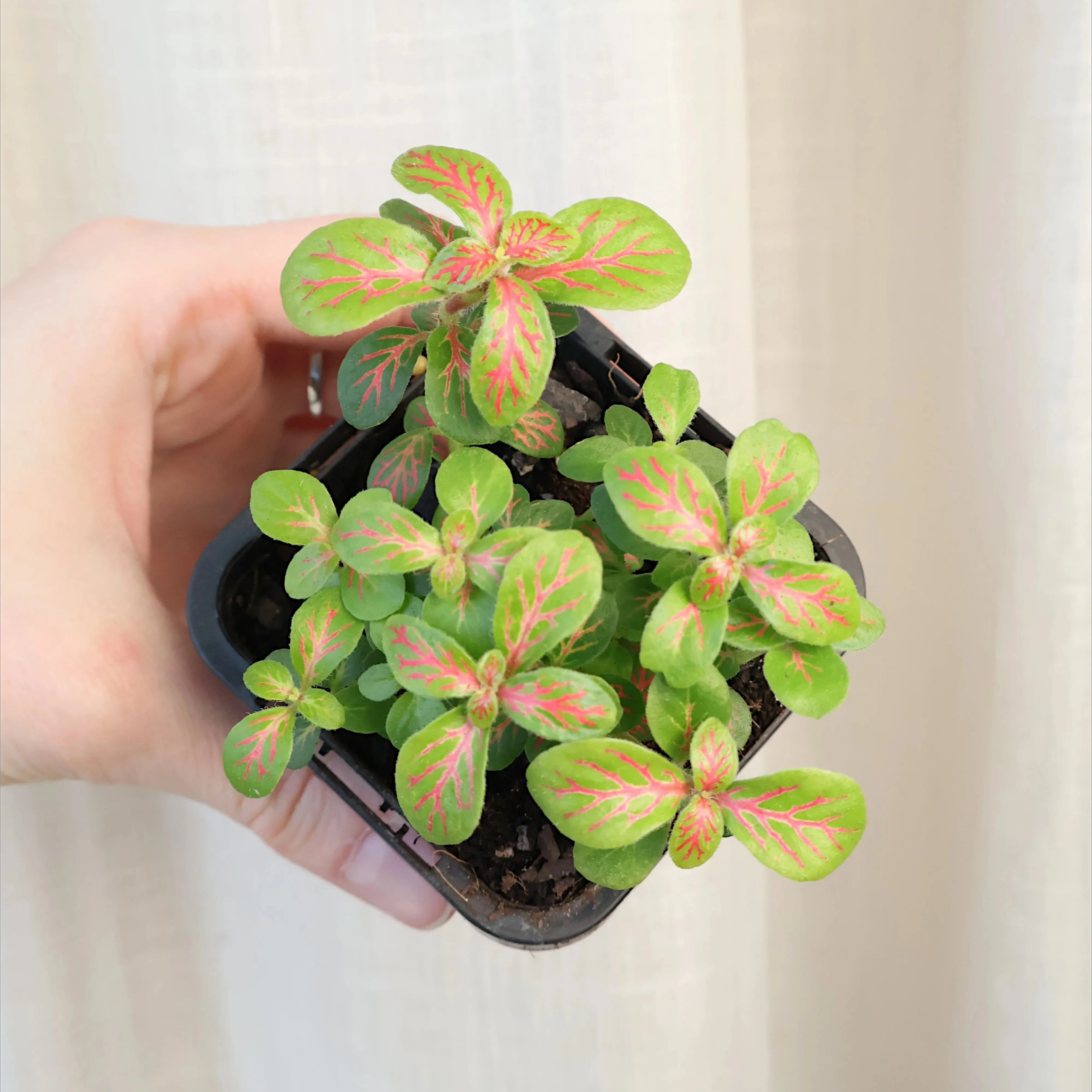 Fittonia verschaffeltii Jade - Jade clouds 70mm
