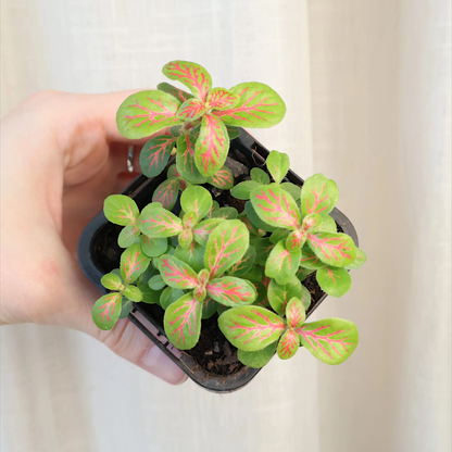 Fittonia verschaffeltii Jade - Jade clouds 70mm