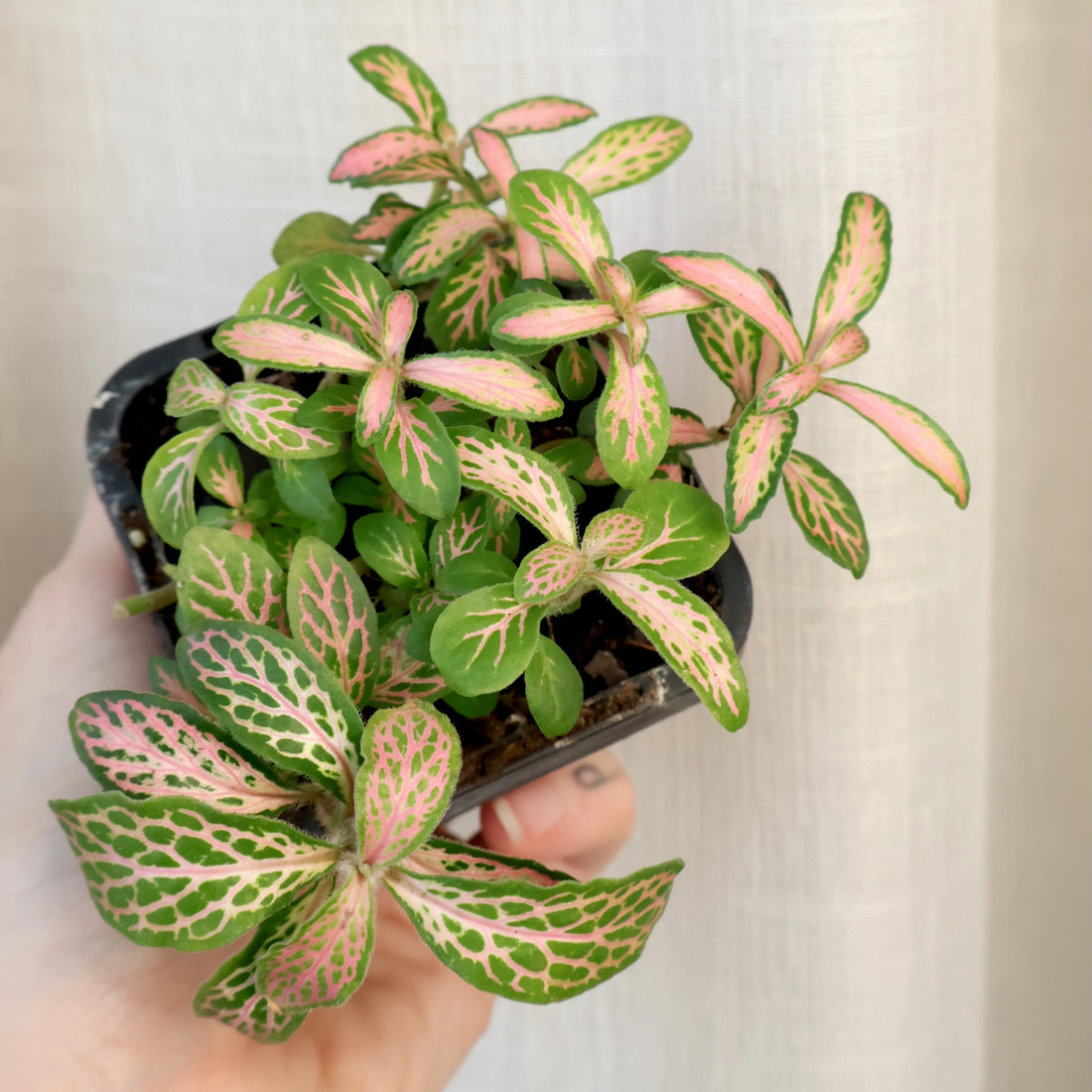 Fittonia verschaffeltii Pink Alice 70mm