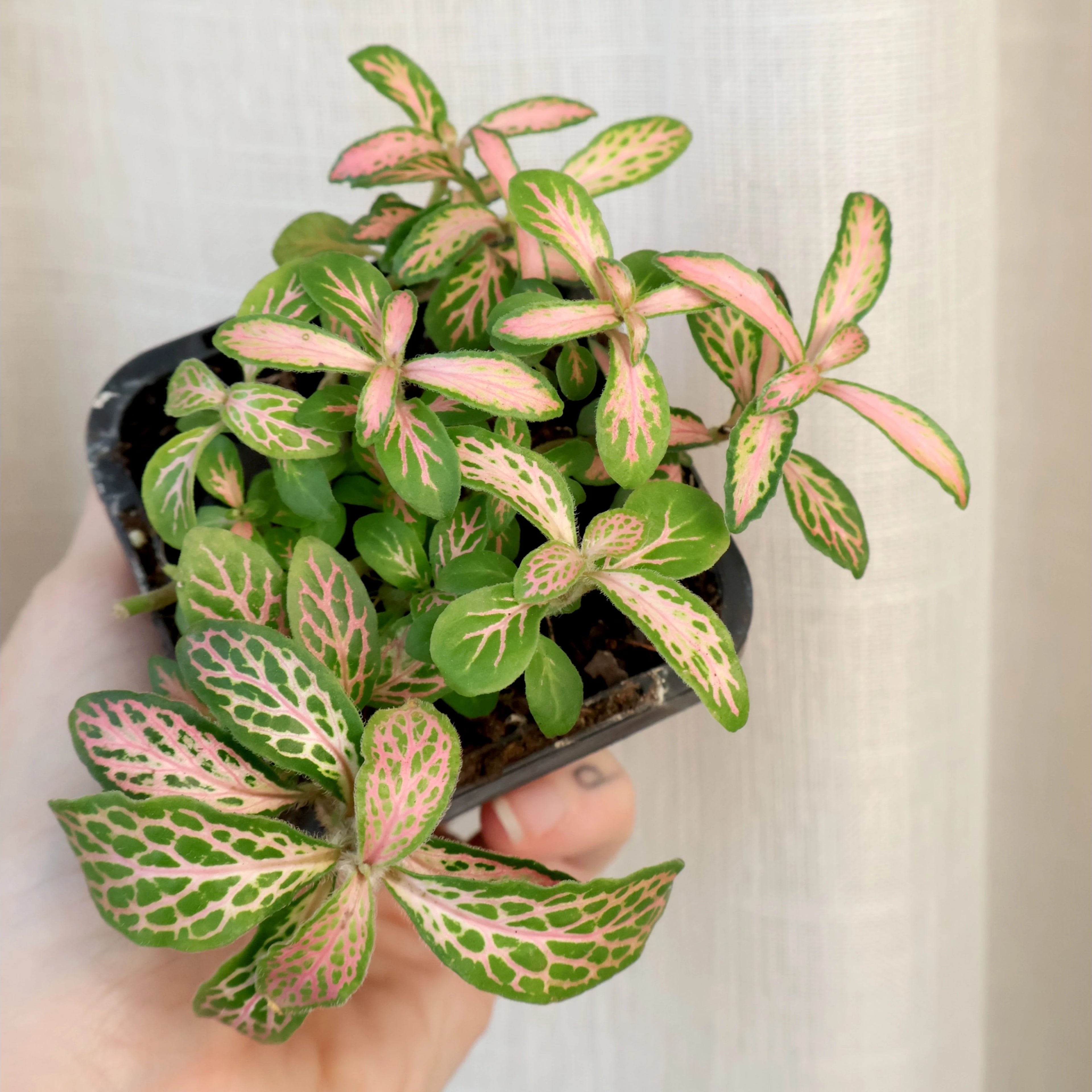 Fittonia verschaffeltii Pink Alice 70mm