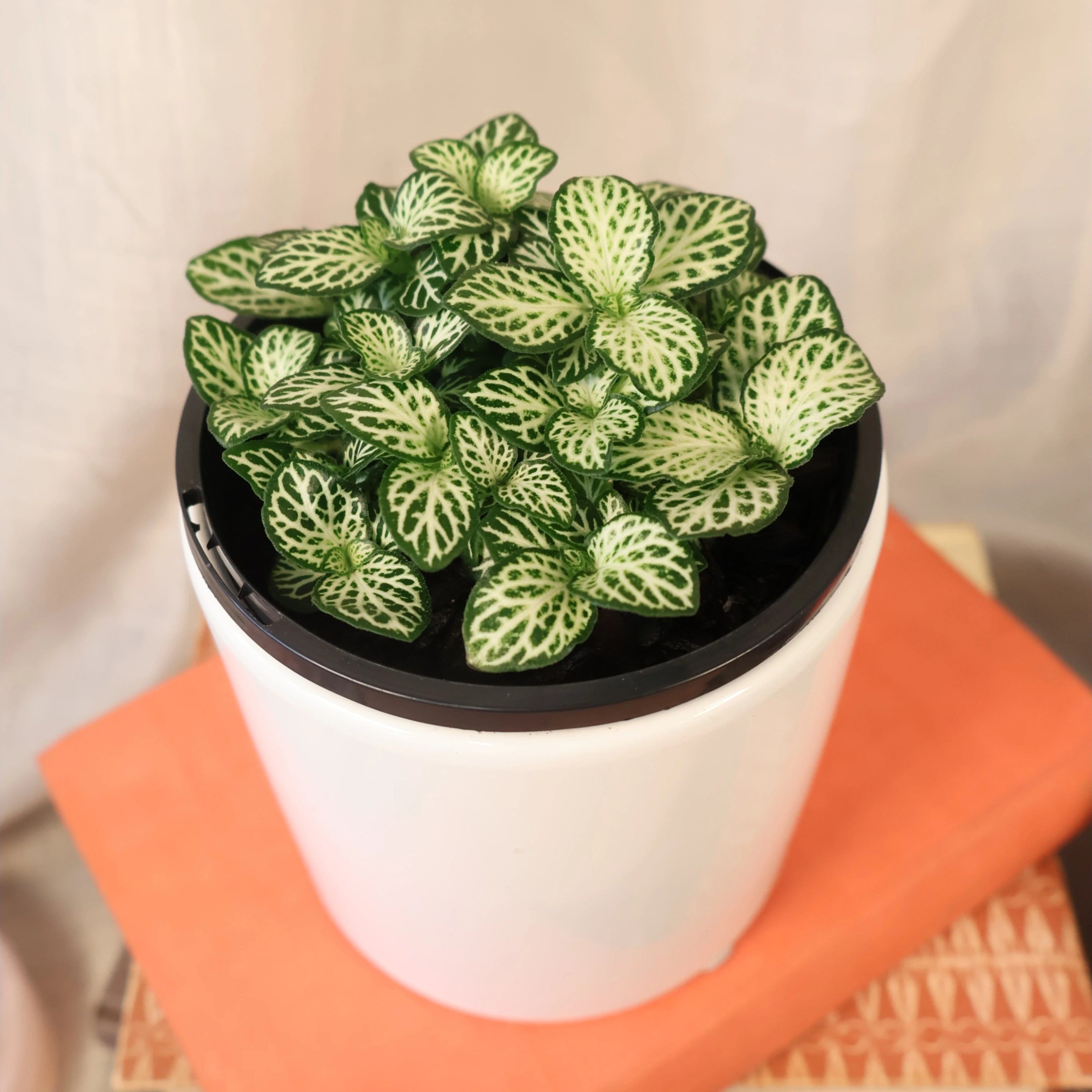 Fittonia White Anne 100mm