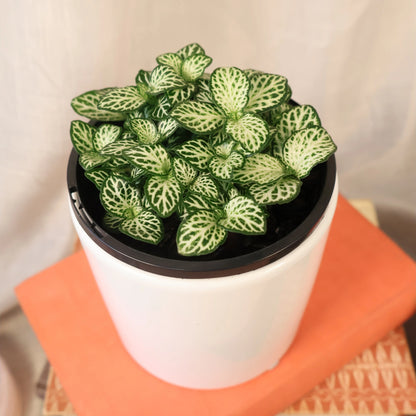 Fittonia White Anne 100mm