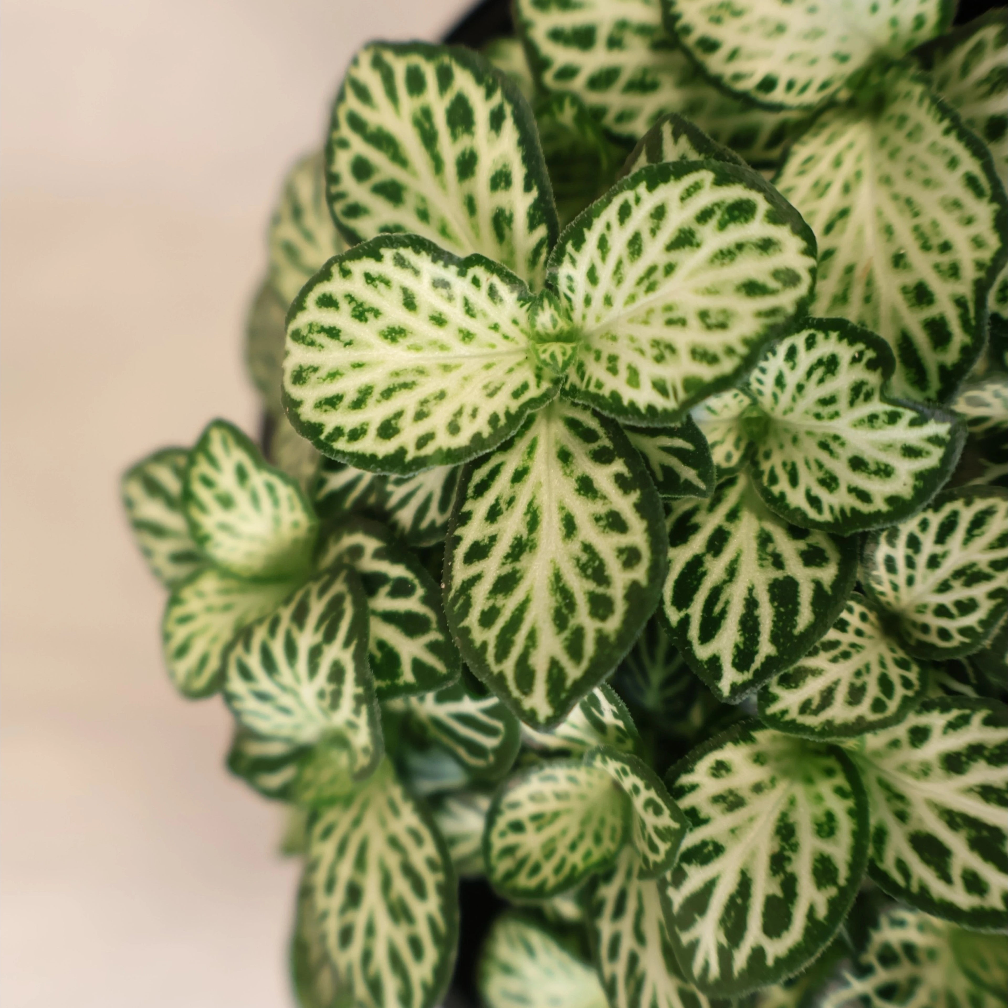 Fittonia White Anne 100mm