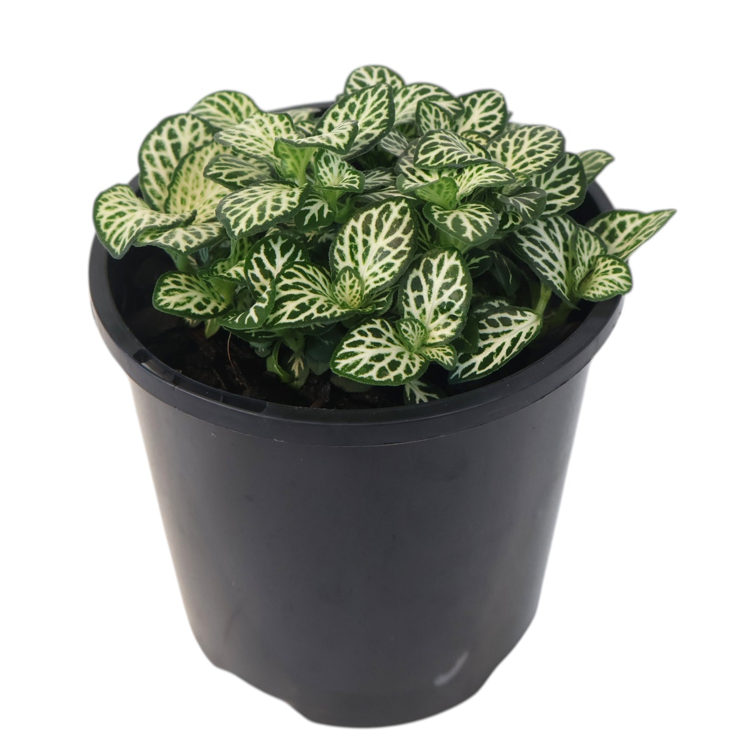 Fittonia White Anne 100mm