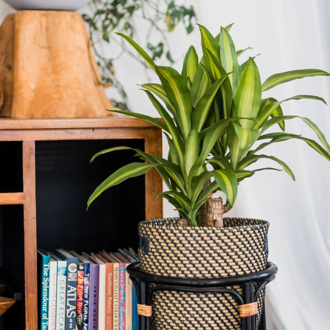 Happy Plant - Dracaena Fragrans Massangeana 200mm