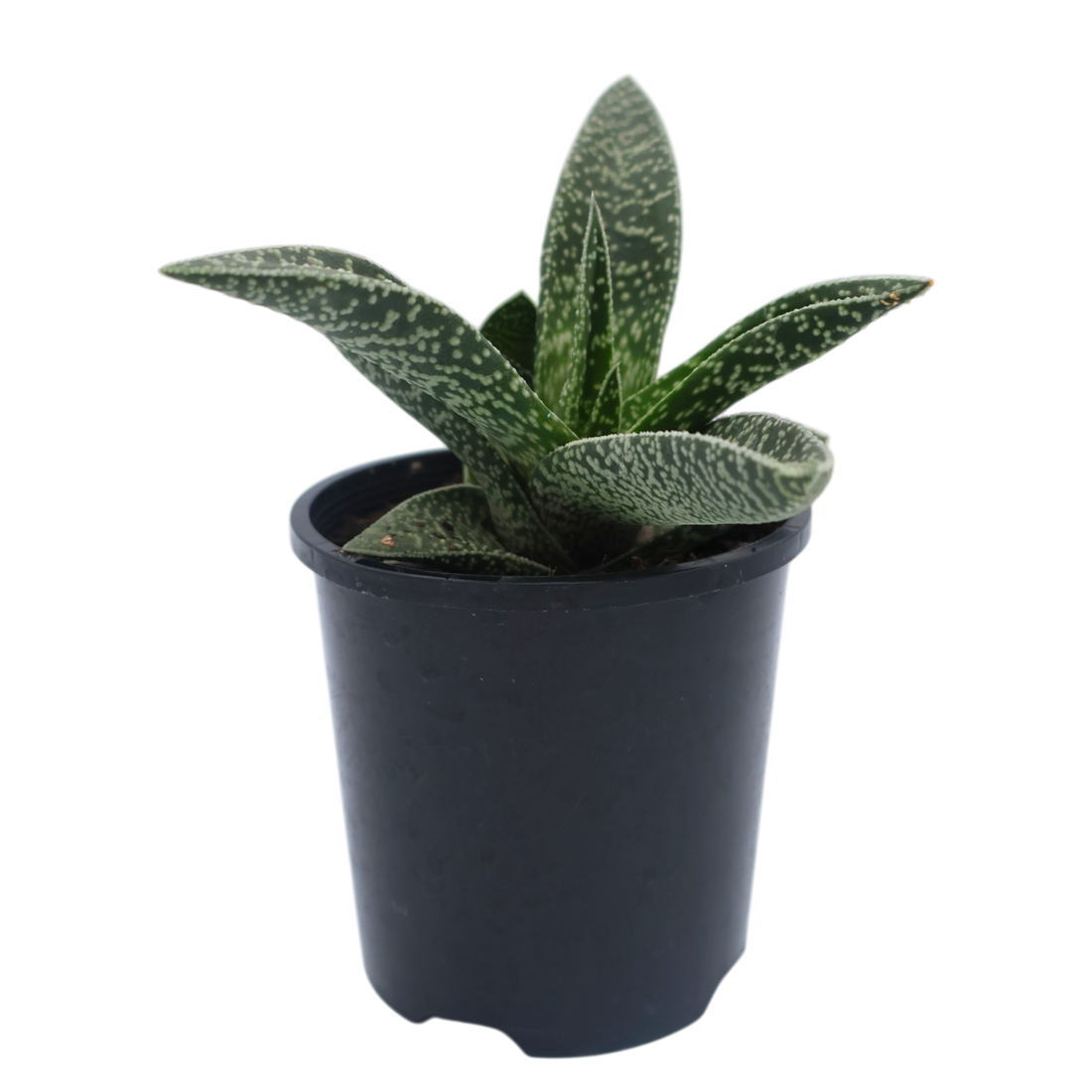 Gasteraloe White Spots 100mm