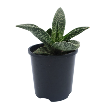 Gasteria White Spots 100mm