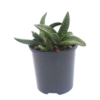 Gasteria Lots Of Spots 100mm