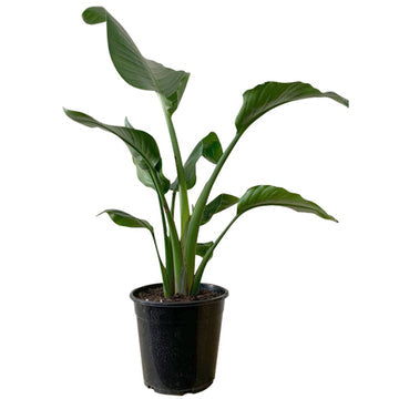 Giant Bird of Paradise - Strelitzia Nicolai 250mm