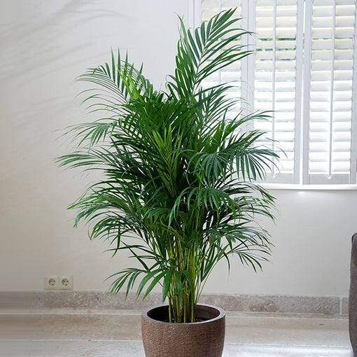 Golden Cane Palm - Dypsis Lutescens 140mm