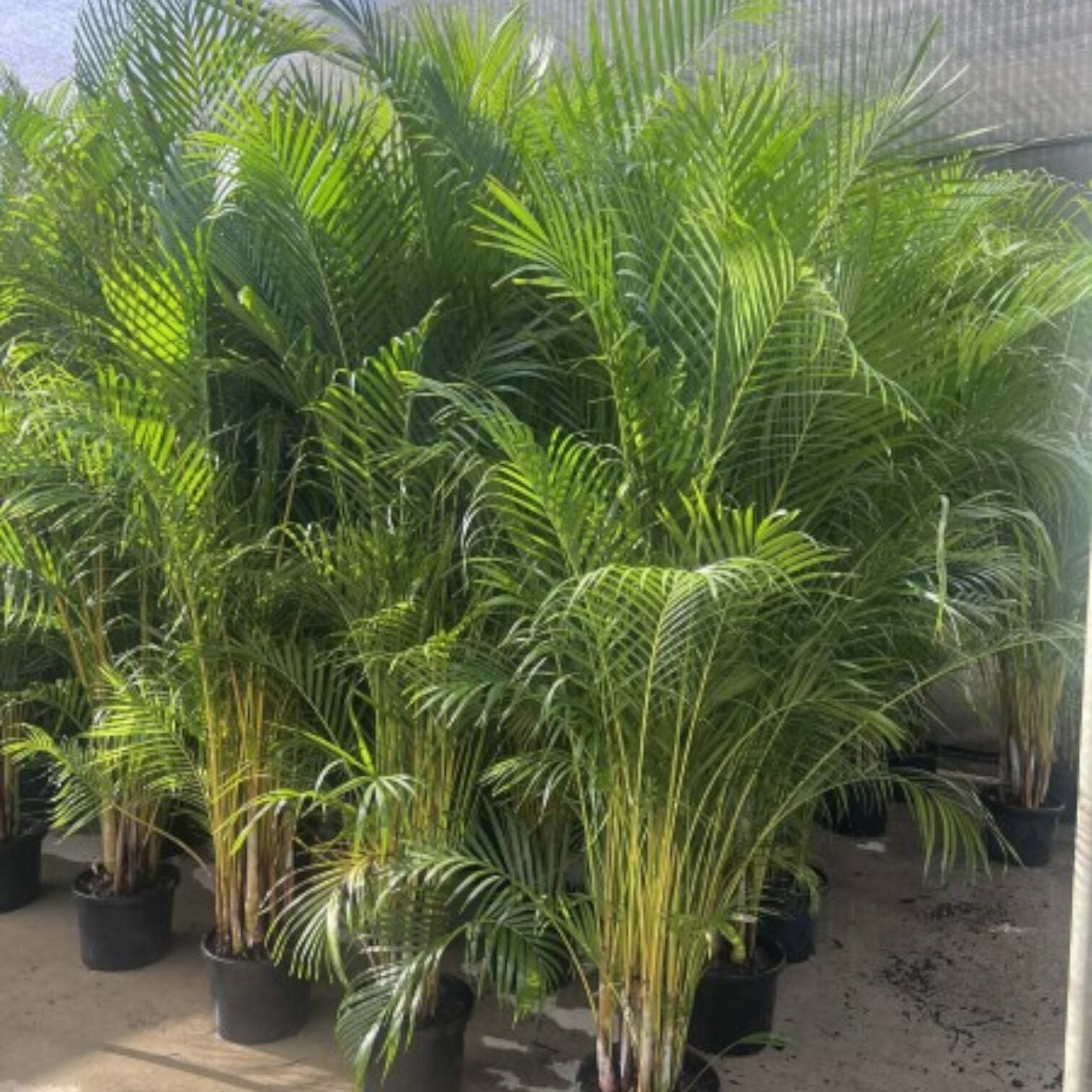 Dypsis Lutescens - Golden Cane Palm 300mm