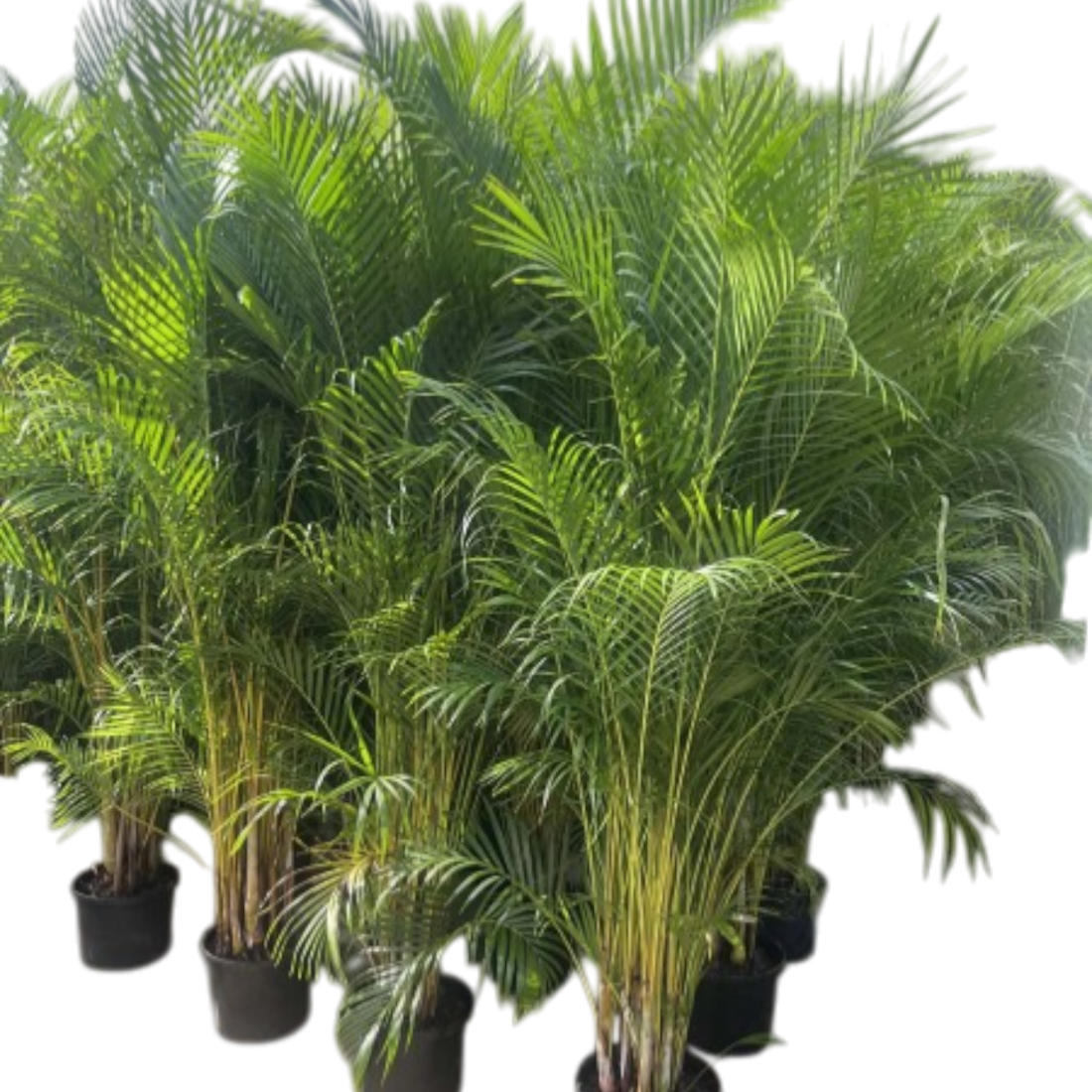 Dypsis Lutescens - Golden Cane Palm 300mm