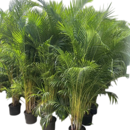 Dypsis Lutescens - Golden Cane Palm 300mm