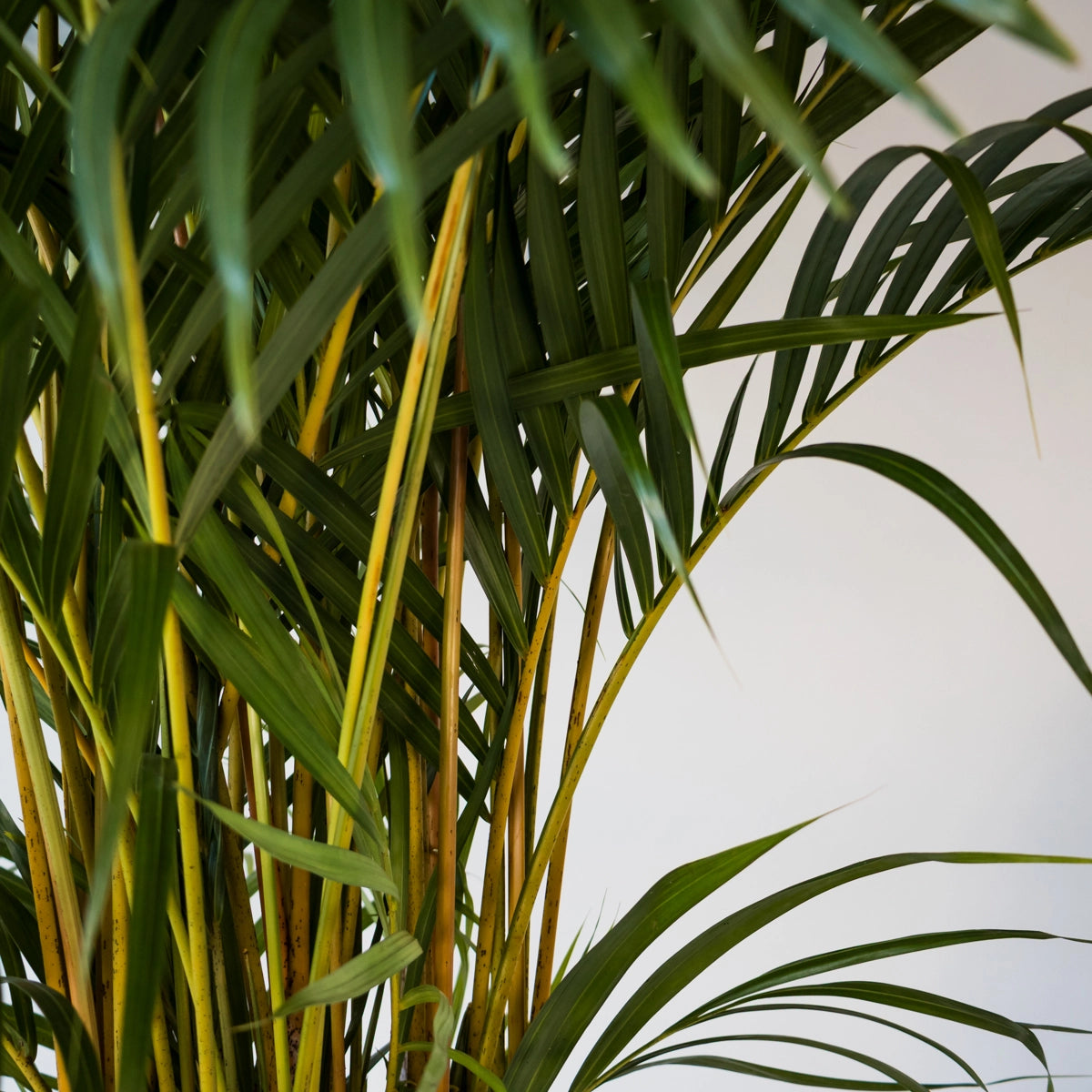 Dypsis lutescens - Golden Cane Palm 250mm
