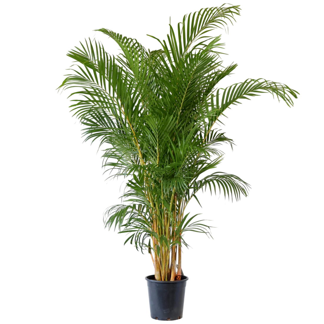 Dypsis lutescens - Golden Cane Palm 250mm