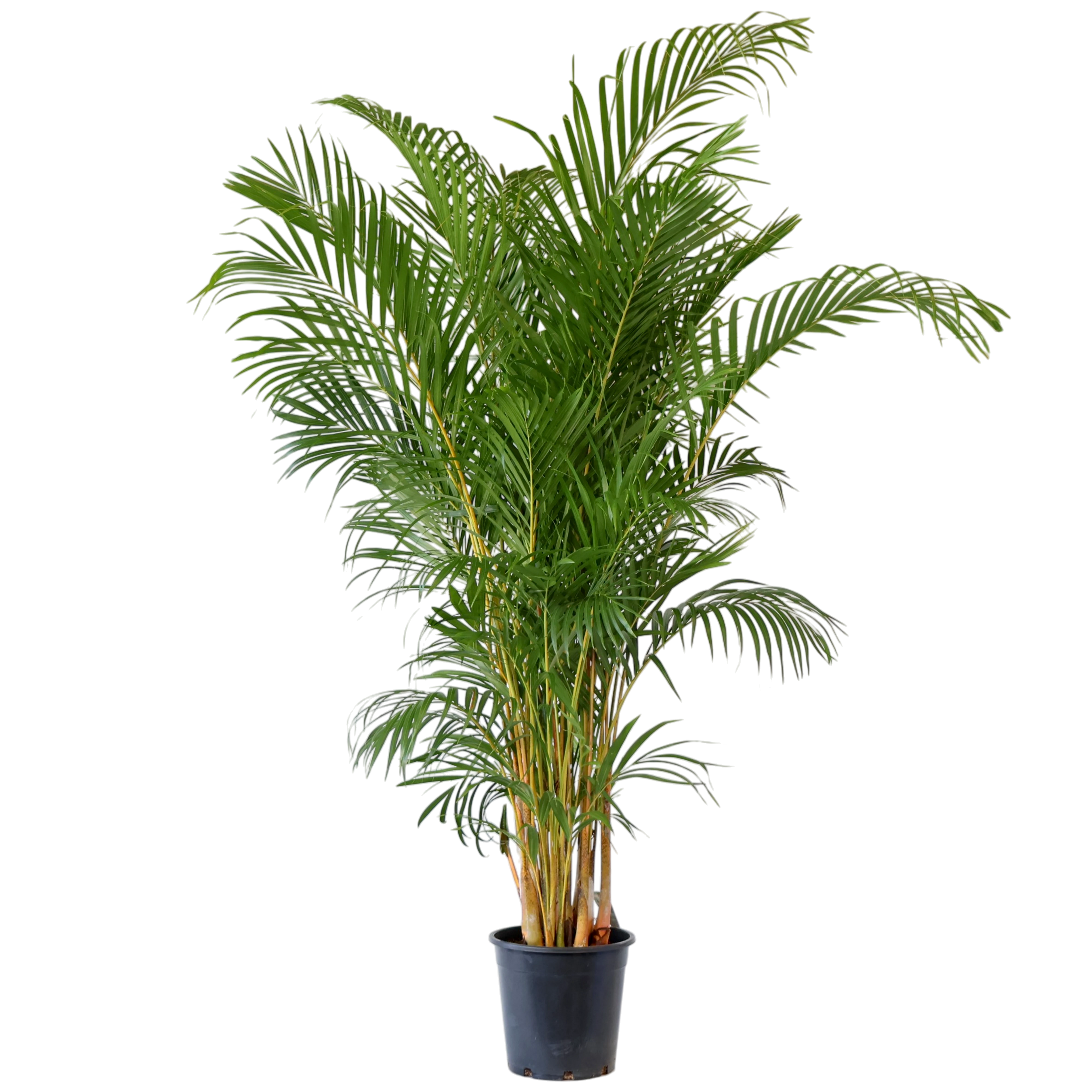 Dypsis lutescens - Golden Cane Palm 200mm