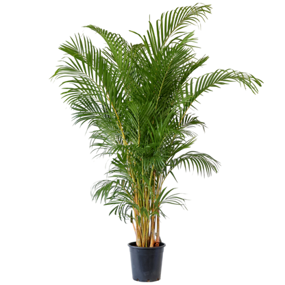 Dypsis lutescens - Golden Cane Palm 200mm