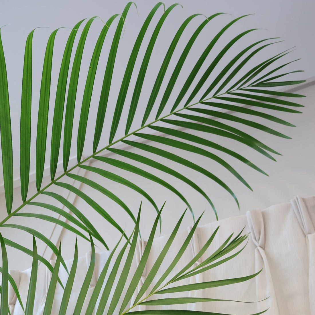 Golden Cane Palm - Dypsis Lutescens 140mm
