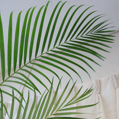 Golden Cane Palm - Dypsis Lutescens 140mm