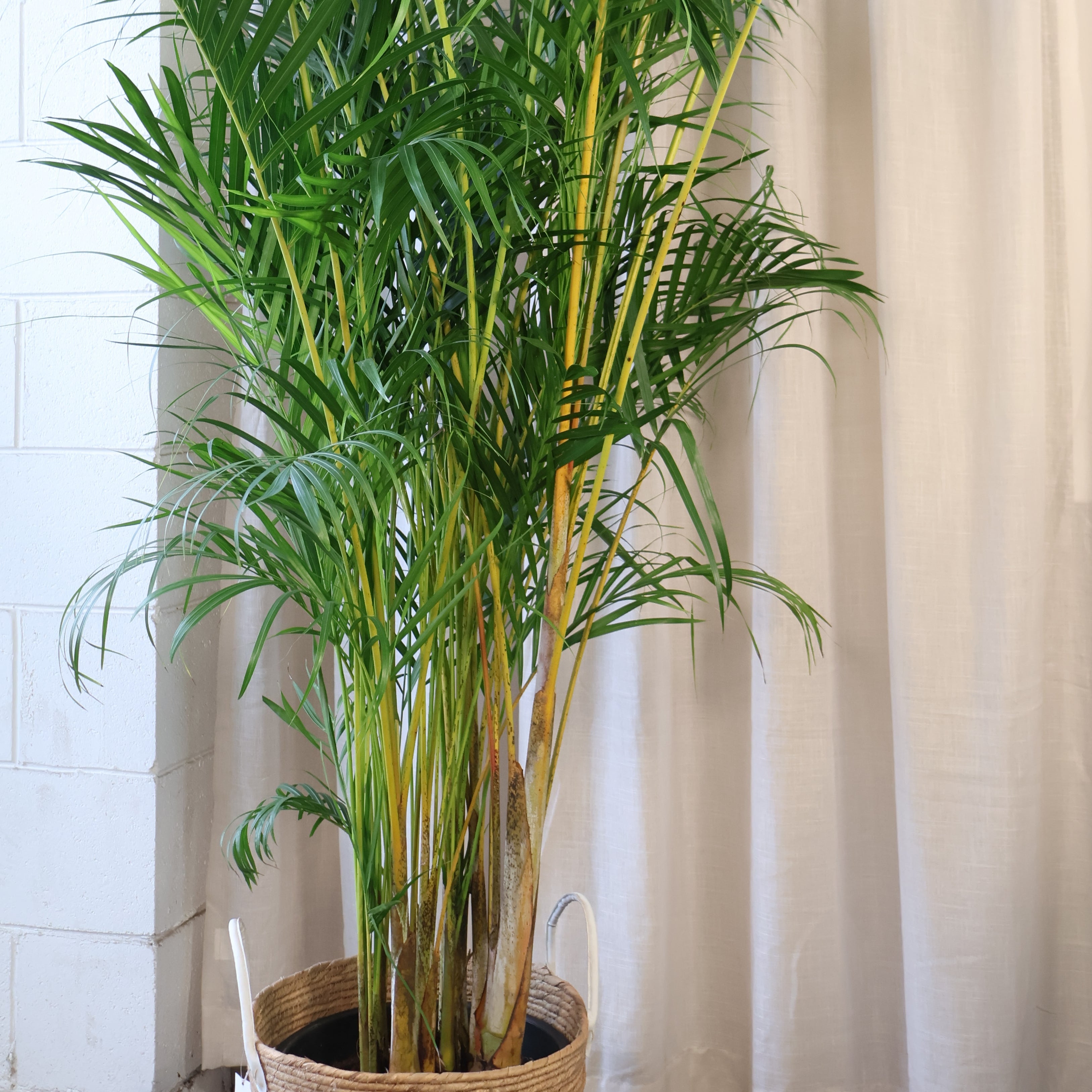 Golden Cane Palm - Dypsis Lutescens 140mm