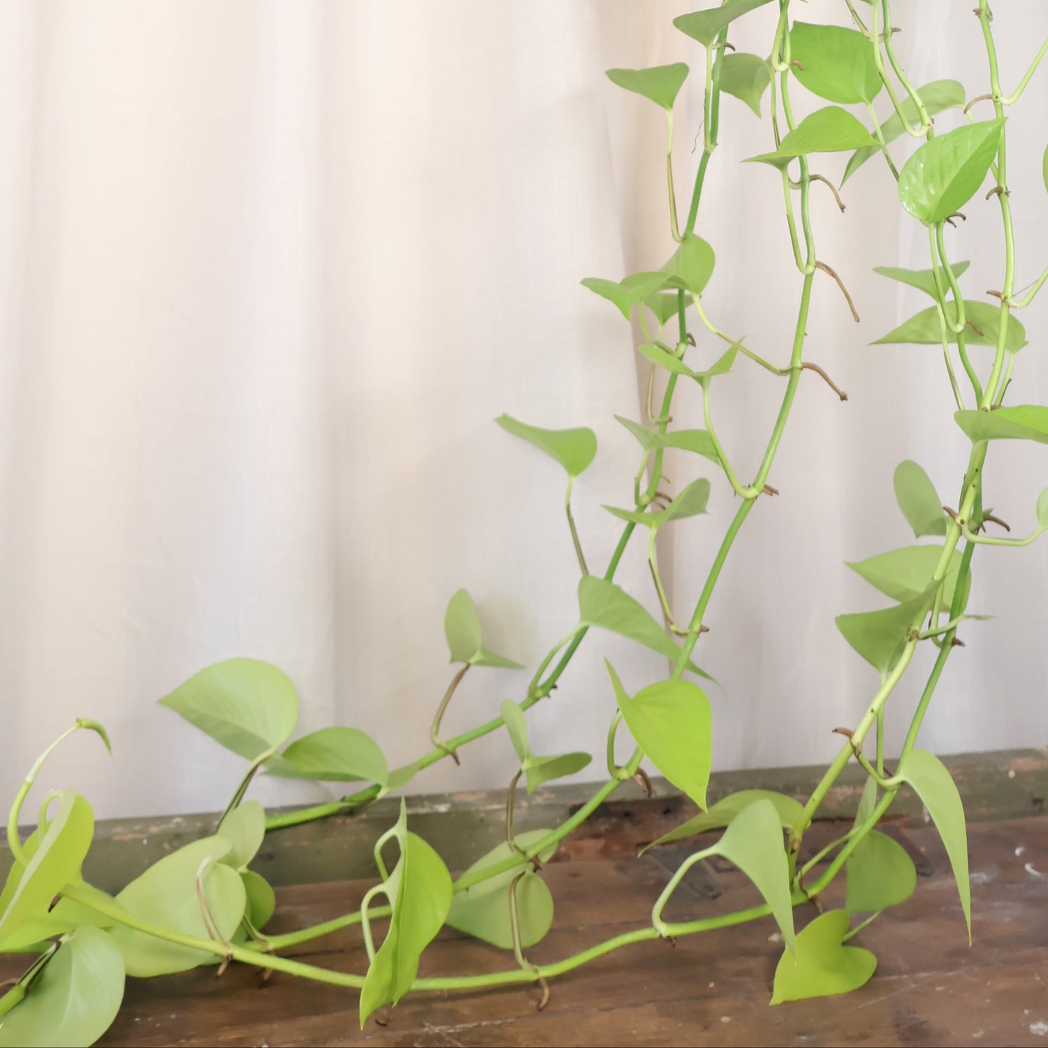 Pothos Goldilocks - Epipremnum Aureum 170mm HB