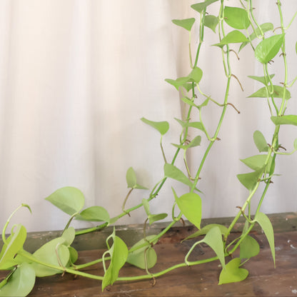 Pothos Goldilocks - Epipremnum Aureum 170mm HB