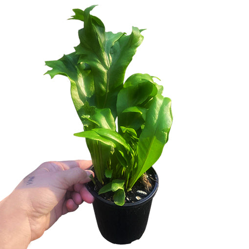 Green Flame Fern - Microsorum Punctatum 100mm