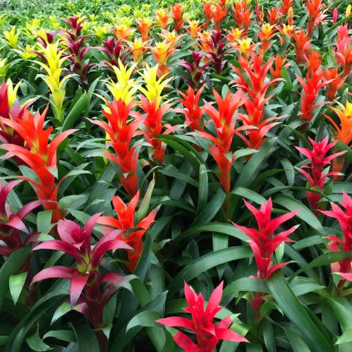 Guzmania Assorted 120mm