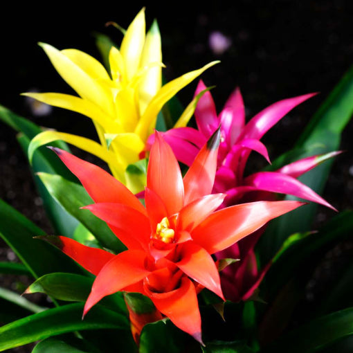 Guzmania Assorted 120mm