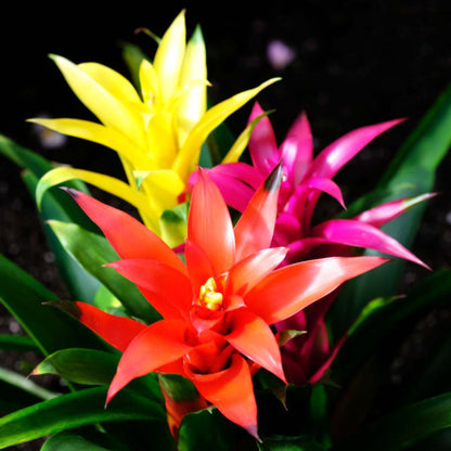 Guzmania Assorted 120mm