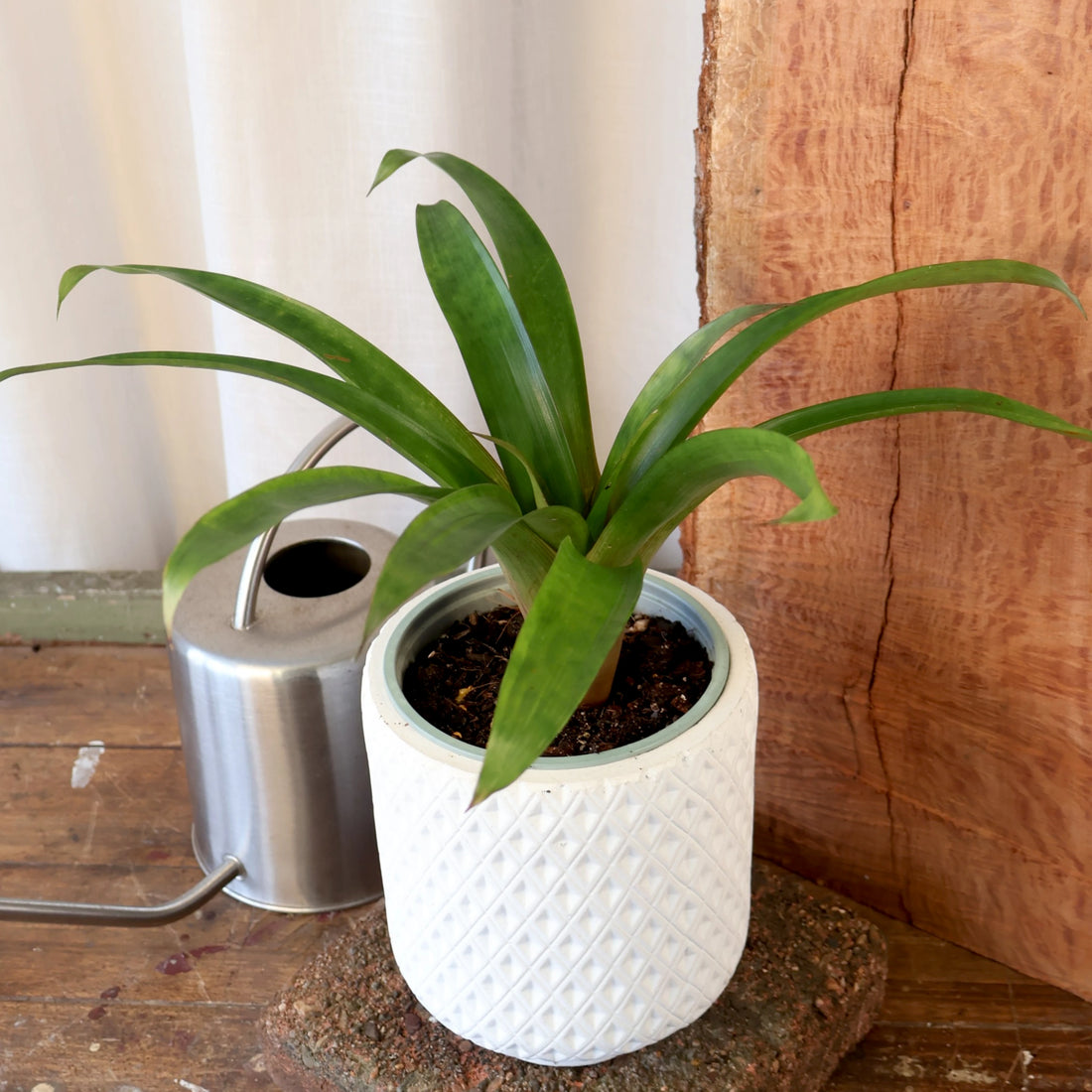 Guzmania Assorted 120mm