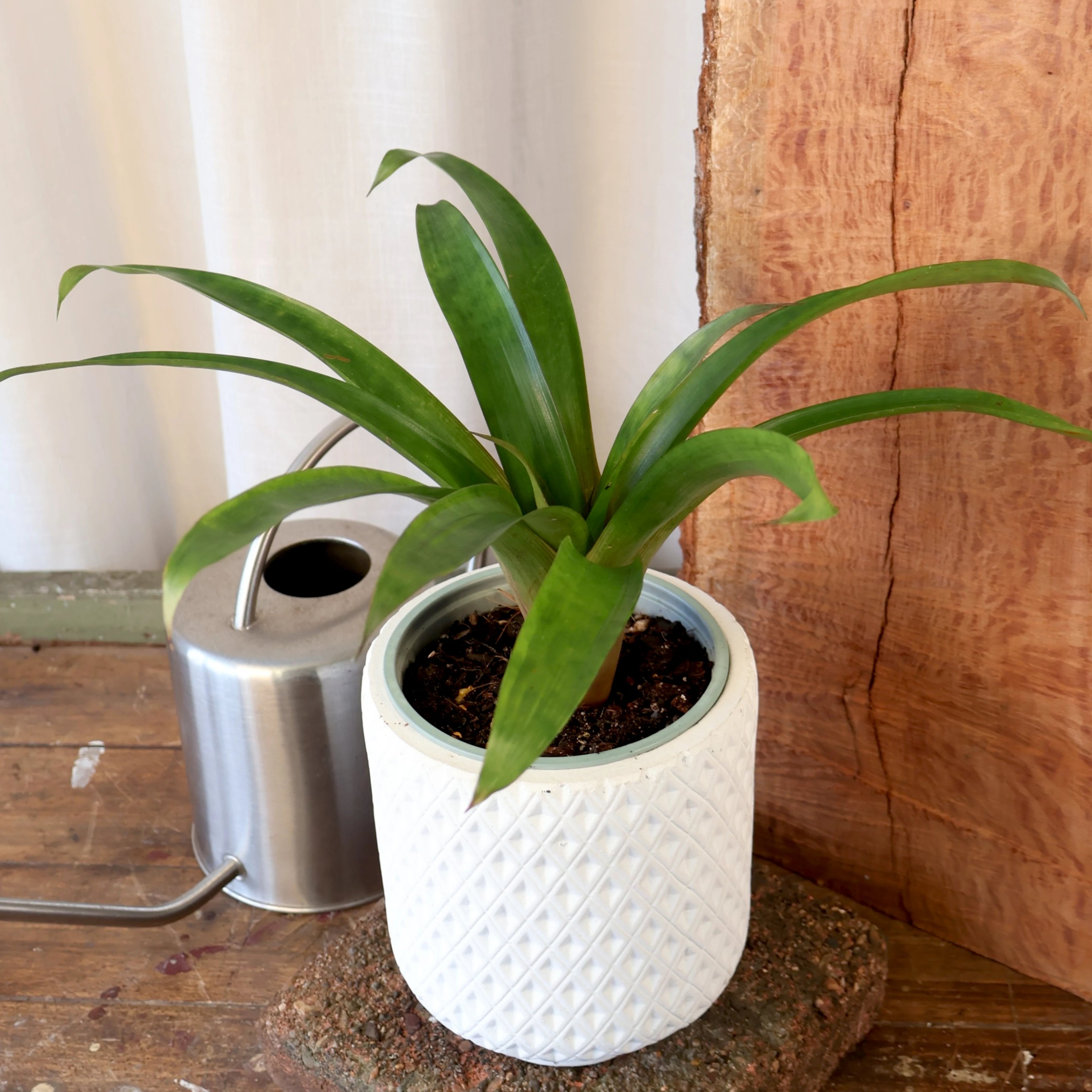 Guzmania Assorted 120mm