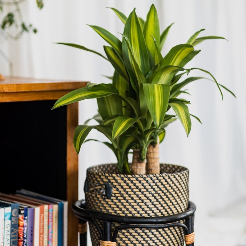 Dracaena Fragrans Burley 200mm