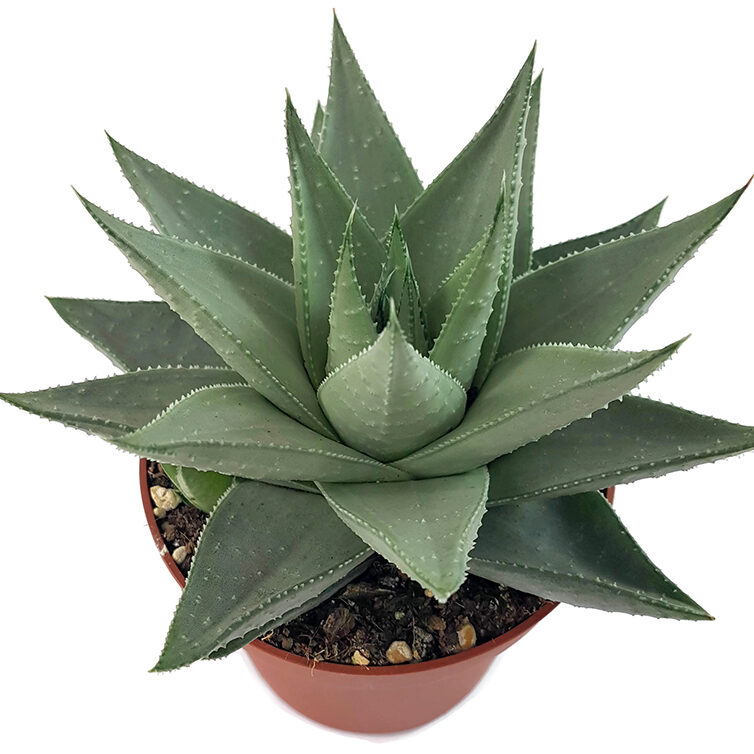 Haworthia Savanna 100mm