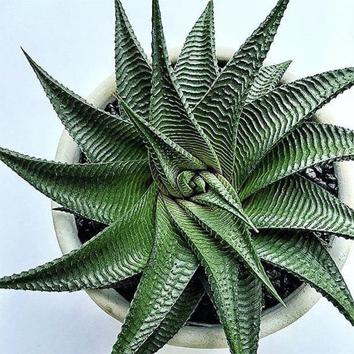 Haworthia Limifolia 100mm