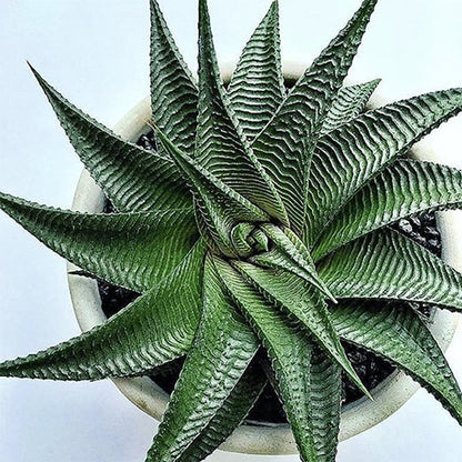 Haworthia Limifolia 100mm