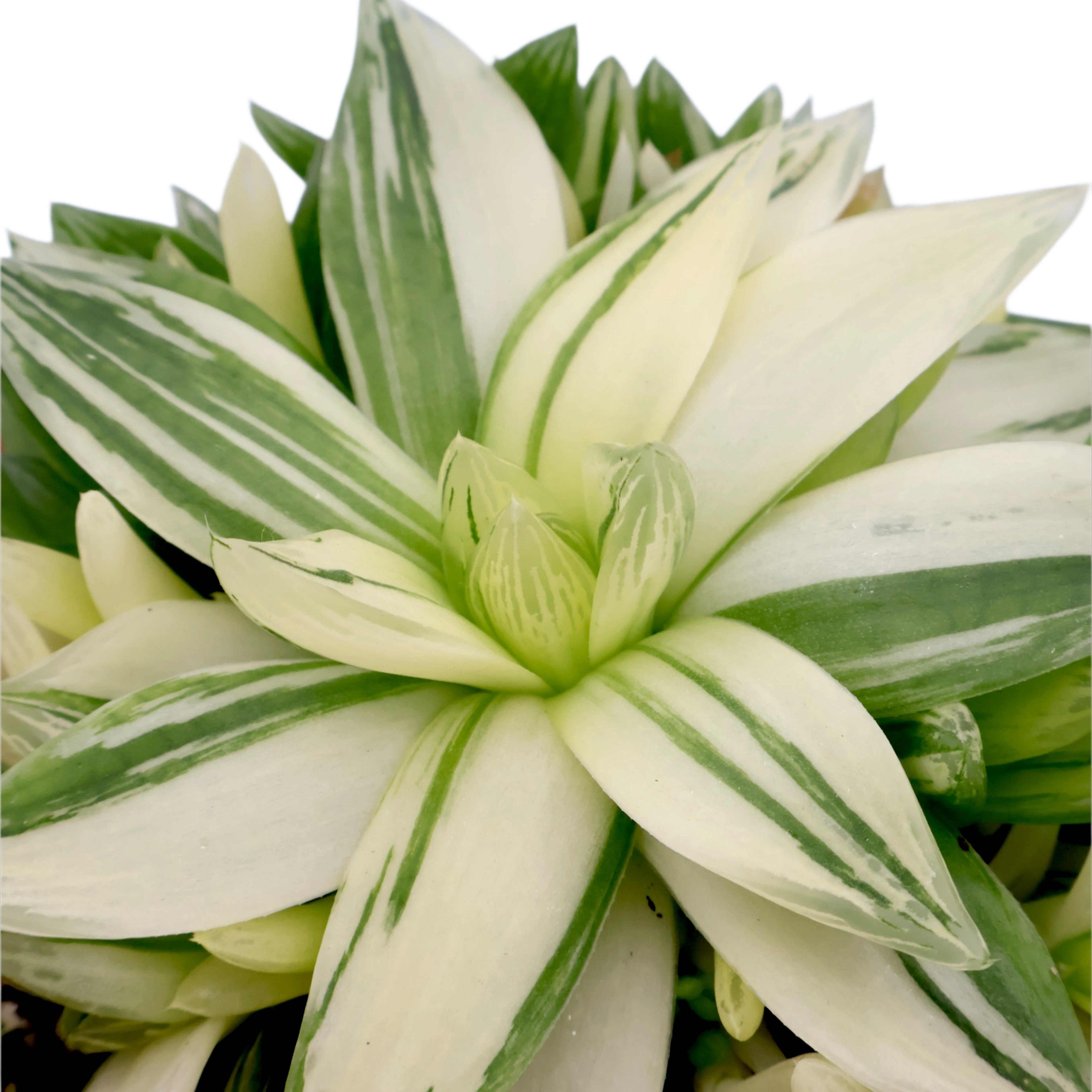 Haworthia Cymbiformis Variegata 130mm