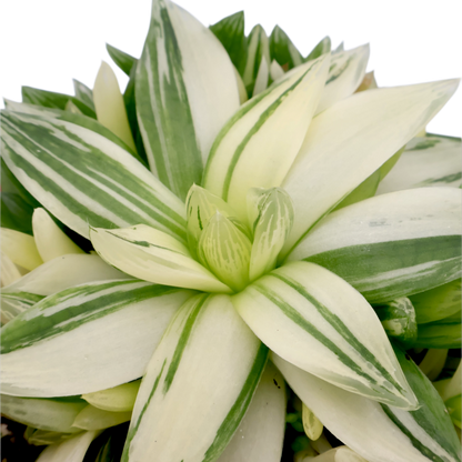 Haworthia Cymbiformis Variegata 130mm