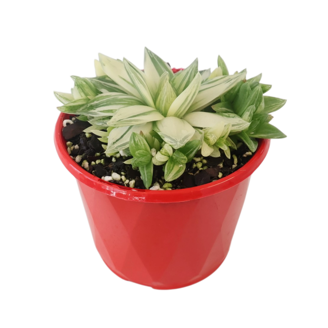Haworthia Cymbiformis Variegata 130mm